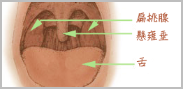 急性扁桃腺炎-衛教專欄-杏安診所